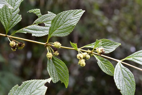 Lippia cardiostegia (Lippia cardiostegia)