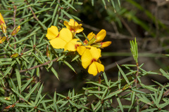 Pultenaea juniperina