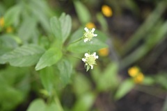 Lippia dulcis
