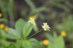 Lippia dulcis