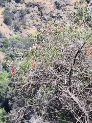 Eccremocarpus scaber