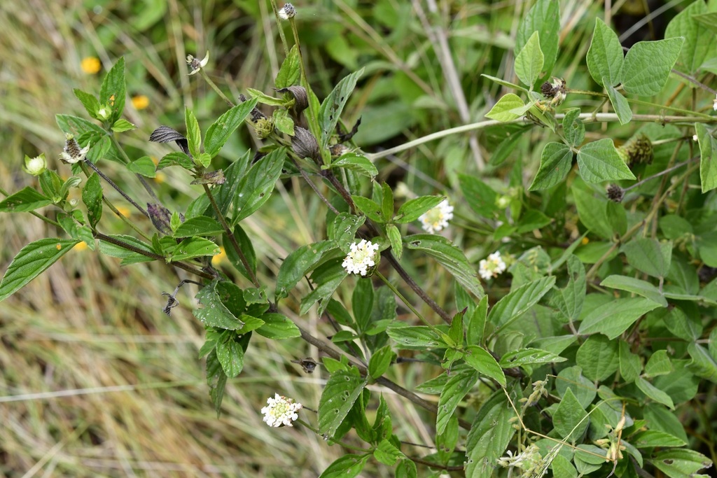 Lippia dulcis; photograph (c) Neptalí Ramírez Marcial, some rights reserved (CC BY)