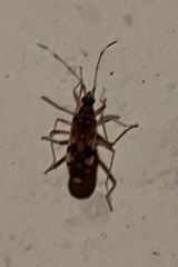 Ozophora picturata