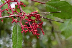 Cissus biformifolia