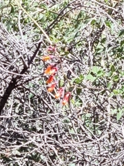 Eccremocarpus scaber