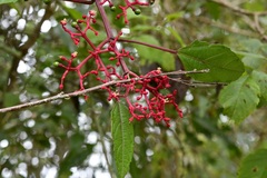 Cissus biformifolia