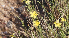 Menodora scabra glabrescens