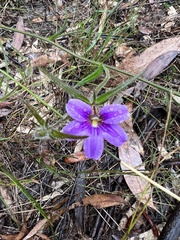 Scaevola ramosissima