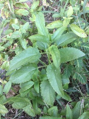 Stachys