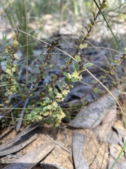 Phyllanthus hirtellus