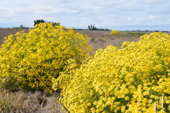 Senecio pampeanus