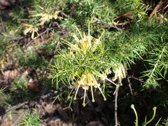 Grevillea juniperina