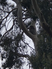 Phascolarctos cinereus victor