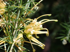 Grevillea juniperina