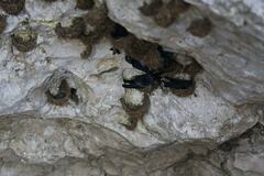 Aerodramus salangana