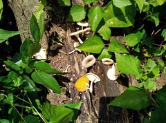 Schizophyllum commune