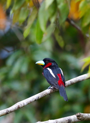 Cymbirhynchus macrorhynchos