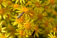 Chauliognathus scriptus