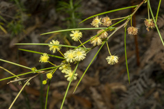 Acacia genistifolia