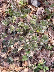 Angelica venenosa