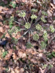 Angelica venenosa
