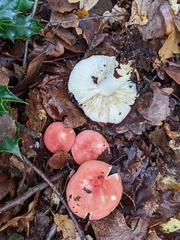 Russula