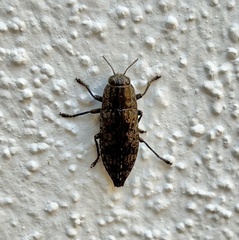 Chrysobothris