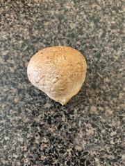 Calvatia
