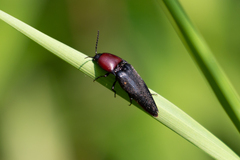 Parallelostethus attenuatus