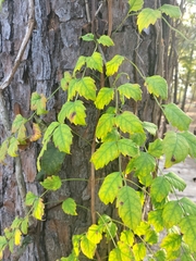 Koelreuteria paniculata