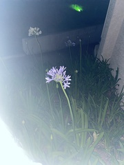 Agapanthus