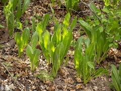 Wyethia amplexicaulis