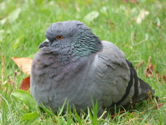 Columba livia domestica