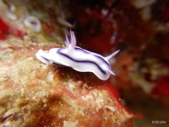 Chromodoris lochi