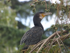 Phalacrocorax carbo
