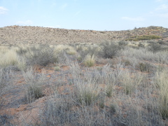Centropodia glauca