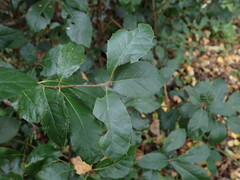 Quercus ilex