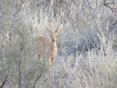 Raphicerus campestris steinhardti