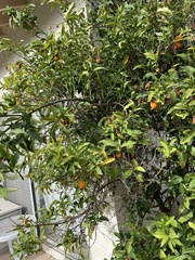 Citrus japonica