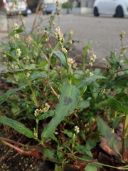 Persicaria maculosa
