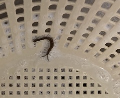 Hemiscolopendra marginata