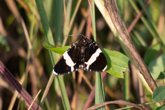 Trichodezia albovittata