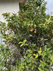 Citrus japonica