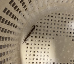 Hemiscolopendra marginata