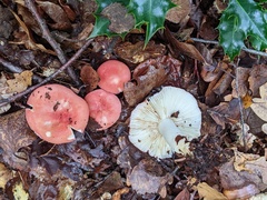 Russula