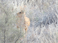 Raphicerus campestris steinhardti