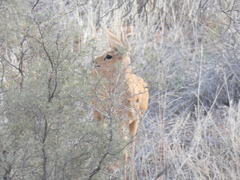 Raphicerus campestris steinhardti