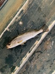 Cynoscion nebulosus
