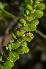 Platysace lanceolata