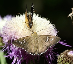 Apyrrothrix araxes